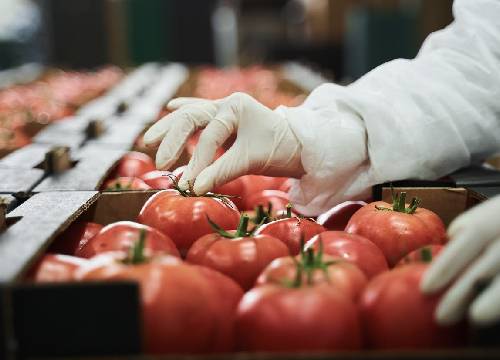 Aplicação de acefato em tomate de mesa